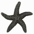 thumbnail image 3 of Acorn Manufacturing DPKGP Artisan Collection Natural Starfish Knob, Museum Gold, 3 of 3