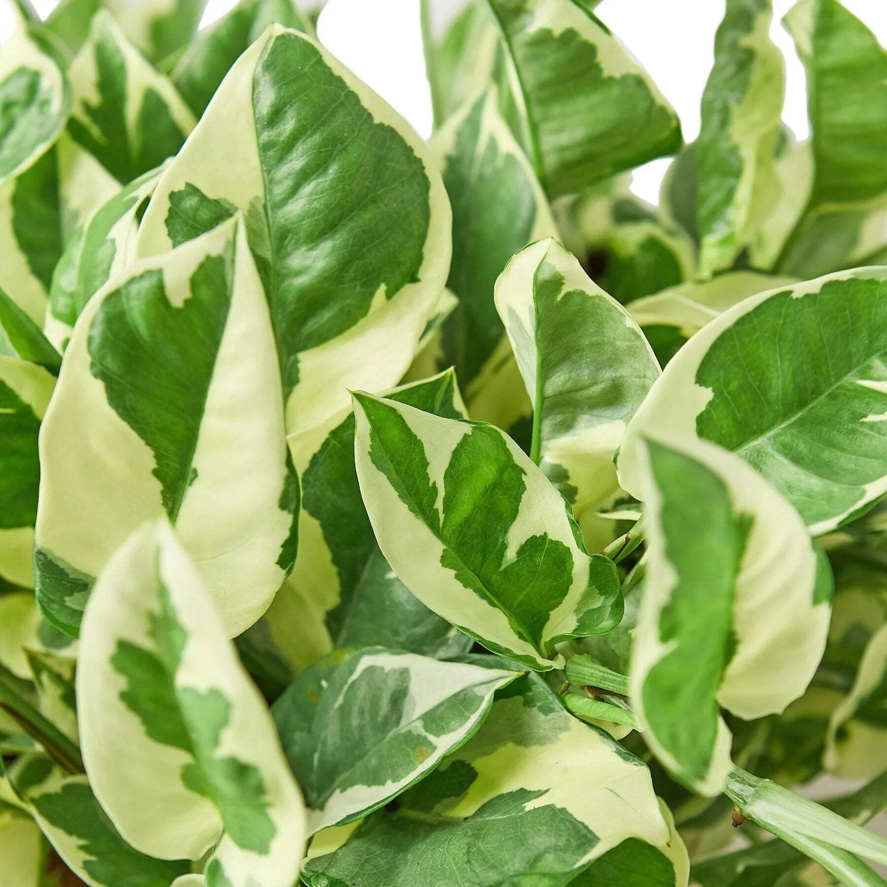 Pothos 'N'joy', 6" Pot, Indoor Houseplant, Easy Care, Live Plant for Indoor & Outdoor