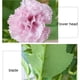 thumbnail image 2 of Cateissary Flores artificiales falsas, ramo de peonías de seda, decoración para el hogar, boda, fiesta y jardín Flores artificiales violeta, 2 of 6
