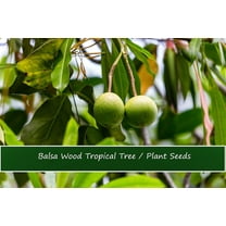 Tropical Seeds-Balsa Wood Tree- 20 seeds- Bonsai -Ornamental Tropical -Container Plant Seed- See Listing Below -Ochroma lagopus