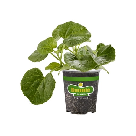 Bonnie Plants Hales Best Cantaloupe Live Plants in Grower Pot