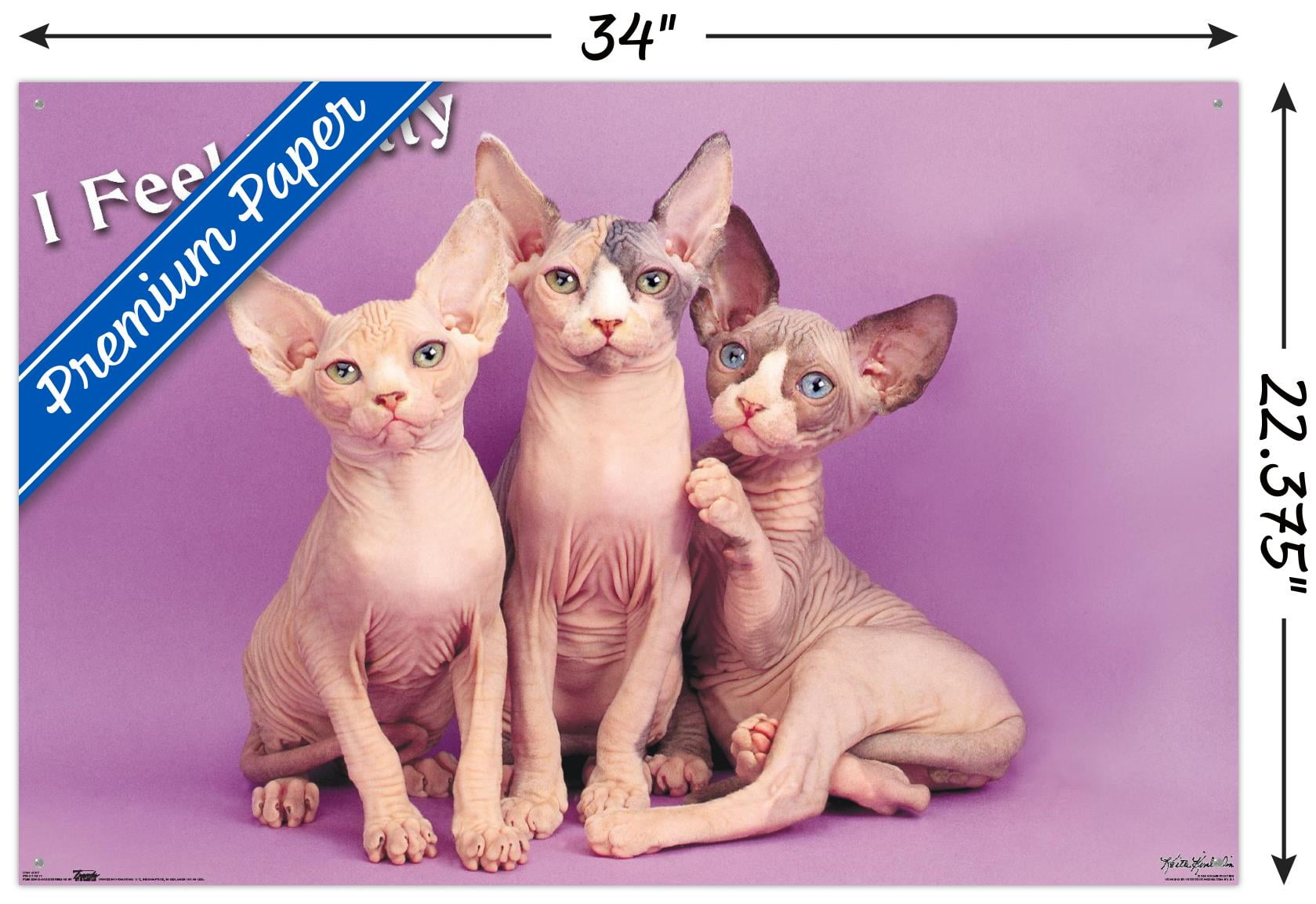Keith Kimberlin - Kittens - Pretty Kitty Wall Poster with Push Pins, 22.375" x 34"