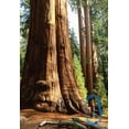 thumbnail image 5 of 40 GIANT SEQUOIA Sequoiadendron Giganteum Sierra Redwood Tree Seeds, 5 of 11