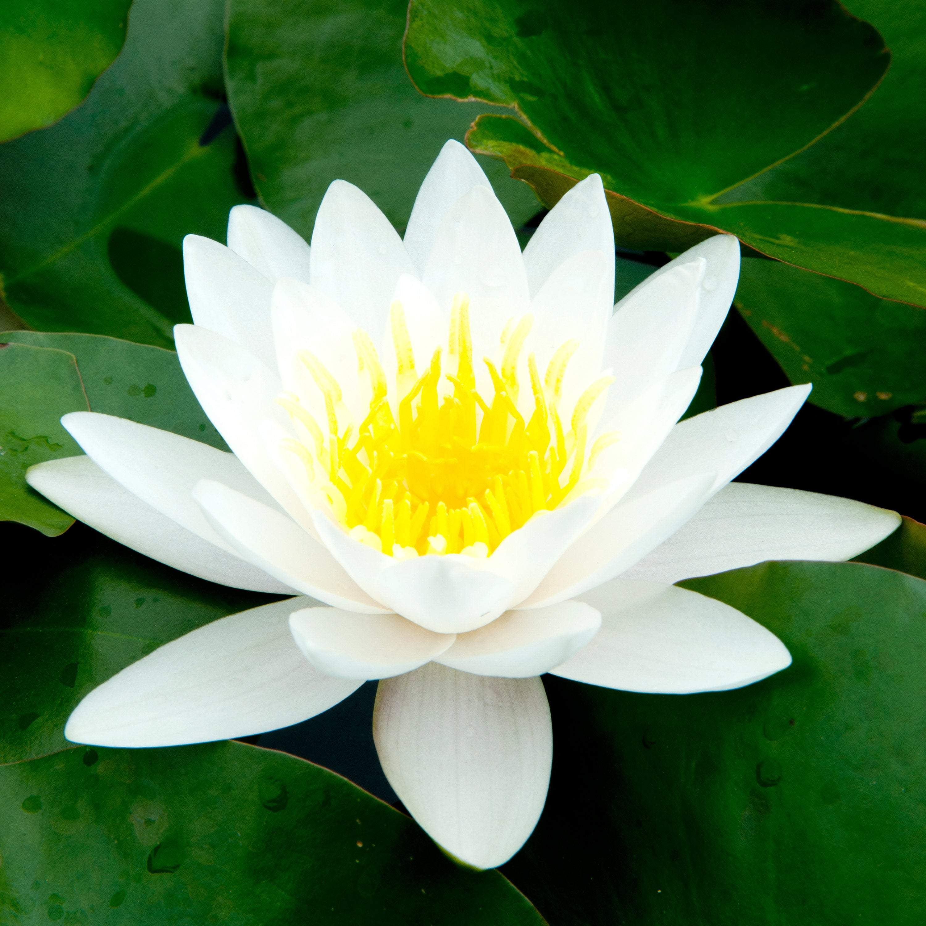 Bowl lotus/water lily flower /Bonsai Lotus 5 Fresh seeds/White color