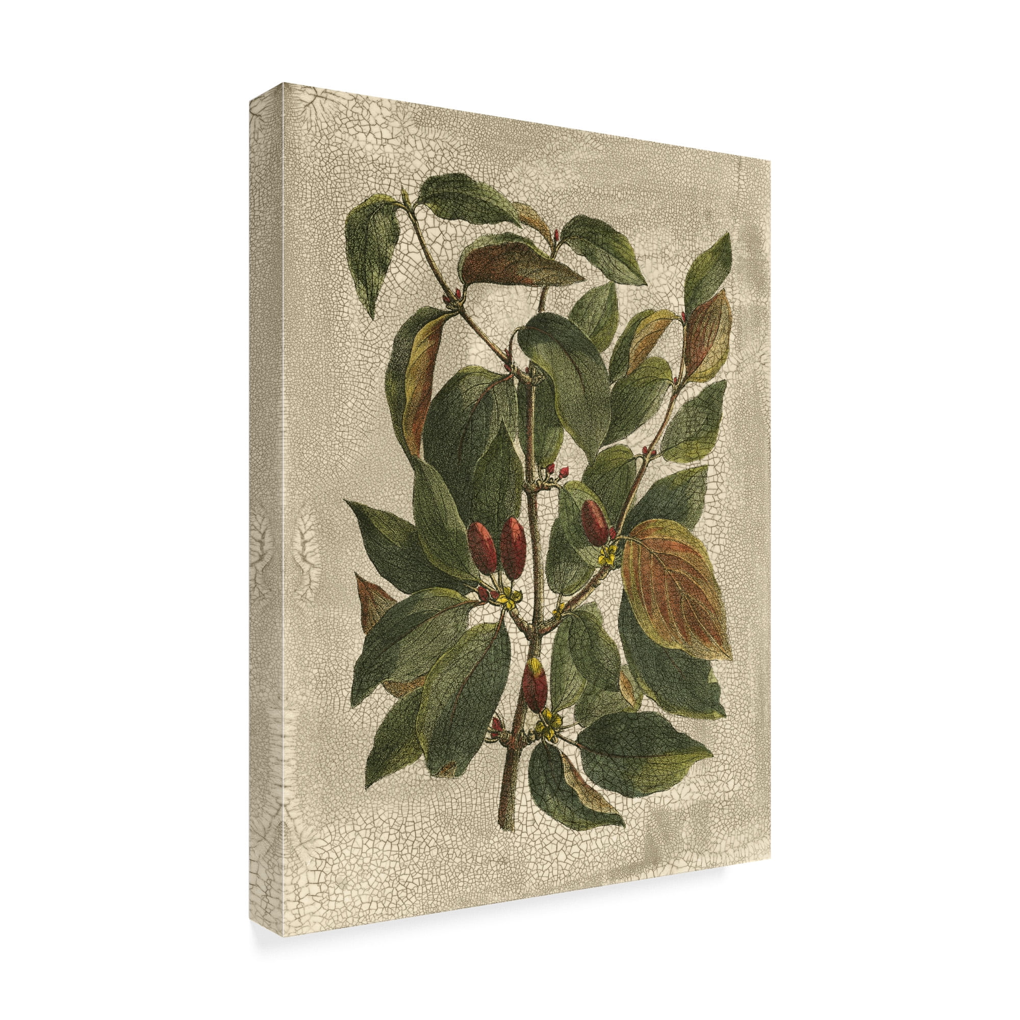 Trademark Fine Art 'Printed Deshayes Trees II' Canvas Art by Vision Studio