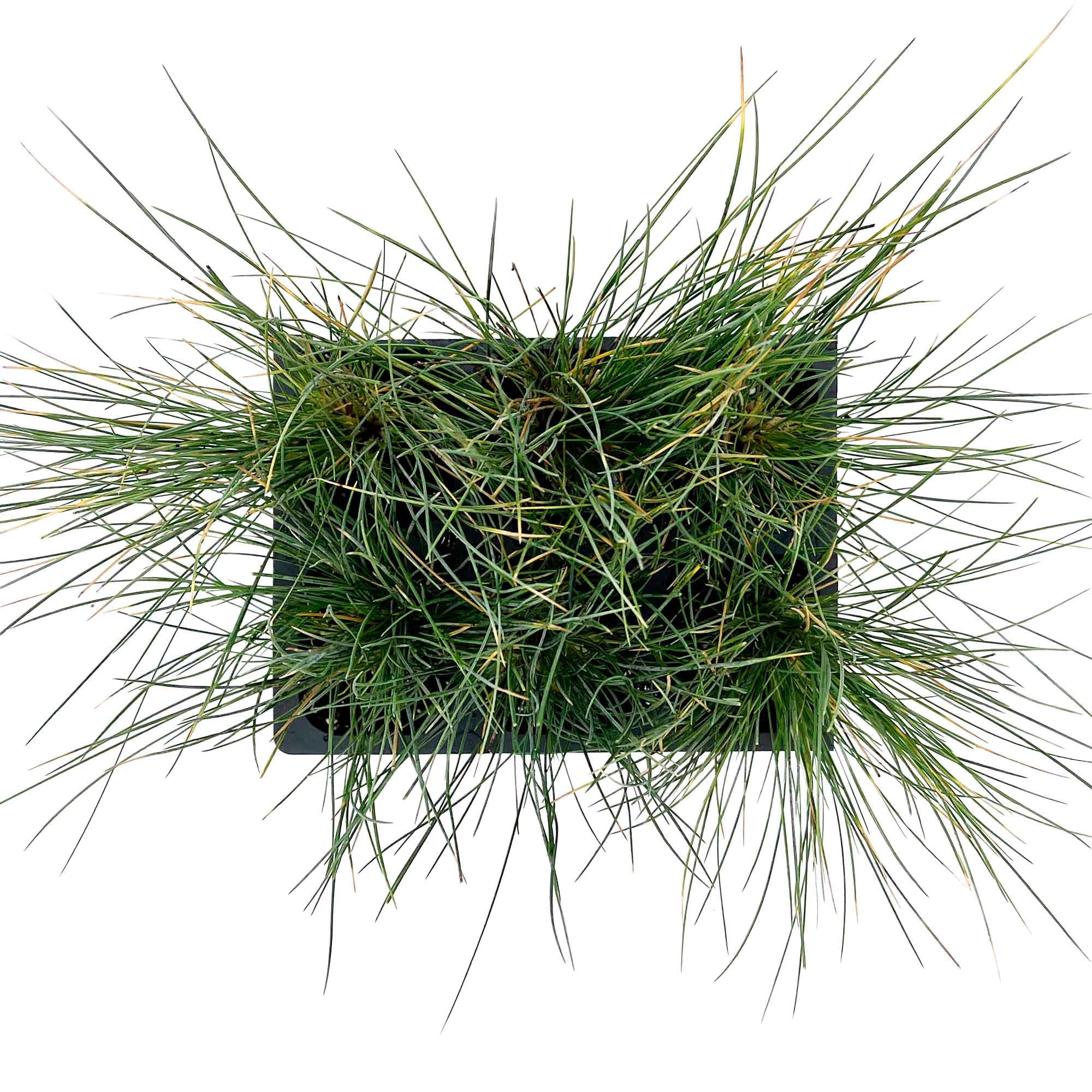 12 Elijah Blue Fescue – Compact Silvery-Blue Evergreen Ornamental Grass for Borders, Edging & Rock Gardens (Festuca ovina ‘Elijah Blue’) in 2.5” Cubes, Live Plants