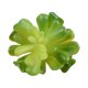 thumbnail image 2 of Plantas artificiales Monstrate 10 piezas tipo suculentas, 2 of 6