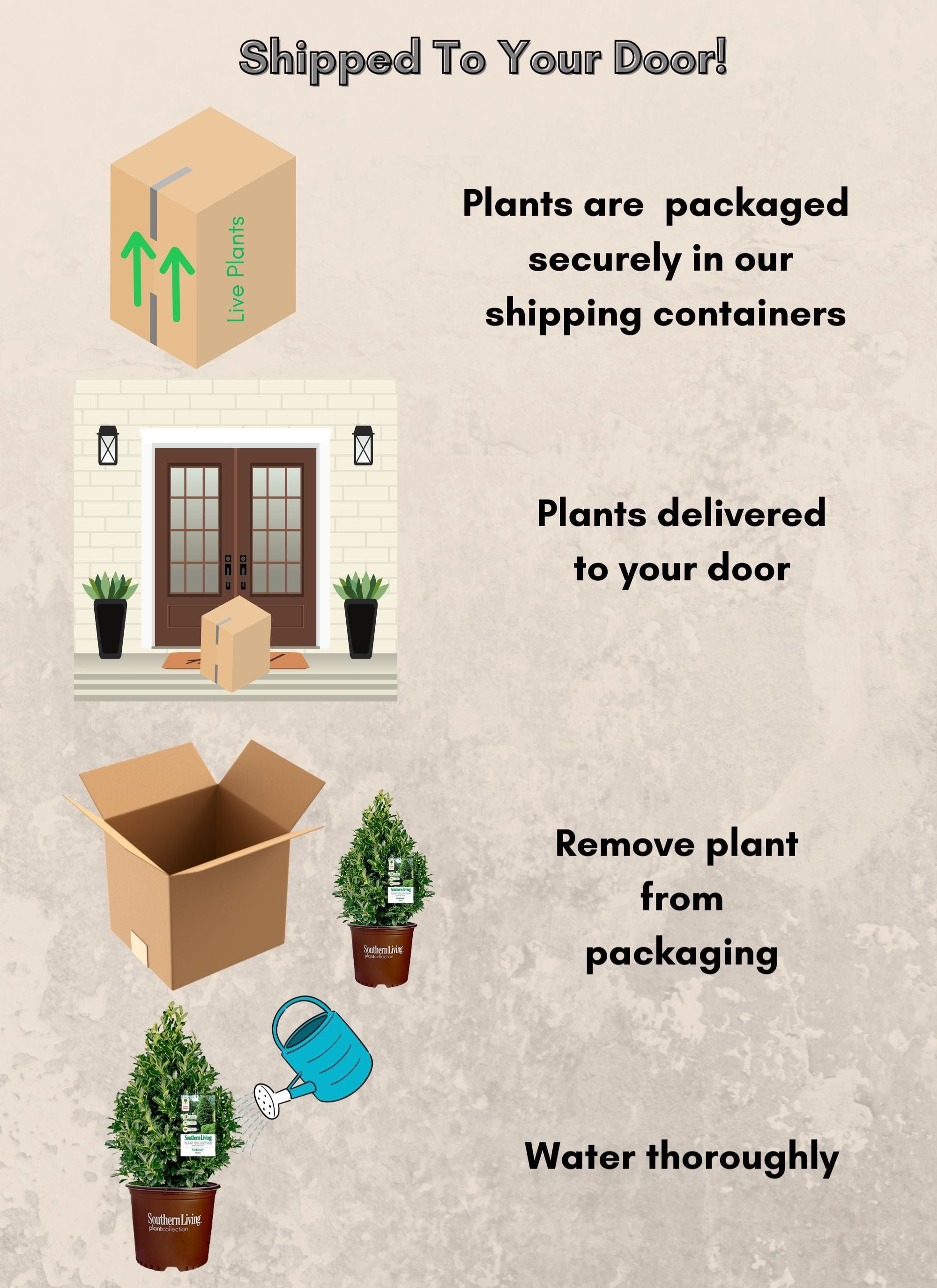 Expert Gardener Southern Living Plant Collection Oakland Holly Live Shrub (3 Gallon)