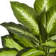 thumbnail image 2 of Planta Artificial Dieffenbachia Casi Natural En Macetero En Forma De Remolino, 2 of 5