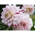 thumbnail image 5 of 40 Seeds Dahlia Mixture - Perennial, Pollinator Friendly, Heirloom,, Colorful Blooms for Garden, 5 of 6