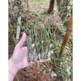 thumbnail image 5 of Large Butzii Air Plants 5 to 8 Inches - Live Succulent House Plants - Available in Wholesale and Bulk - Home and Garden Decor - Easy Care Indoor and Outdoor Plants (Pack of 5 ), 5 of 12