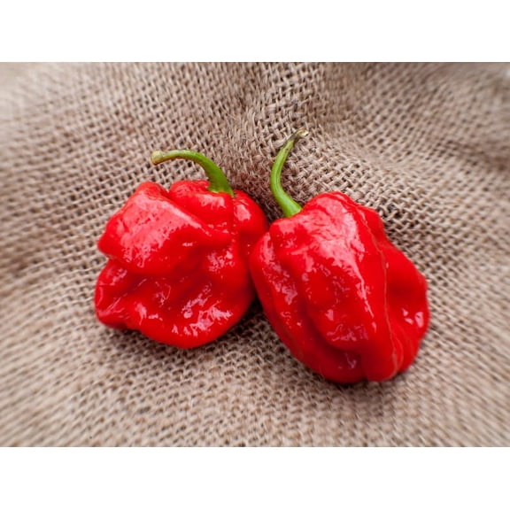 7Pot 7 Pod Red Trinidad Chile Heirloom Pepper Premium Seeds Packet