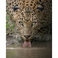 thumbnail image 2 of Rawat, Chaitanya 12x14 Gold Ornate Wood Framed with Double Matting Museum Art Print Titled - A Mesmerising Gaze Of The Fierce, 2 of 4