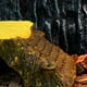thumbnail image 3 of Escalera de tortuga para acuario, decoración para tomar el sol, reptil, tortuga, escalada, cueva para mascotas, plataforma, 3 of 5