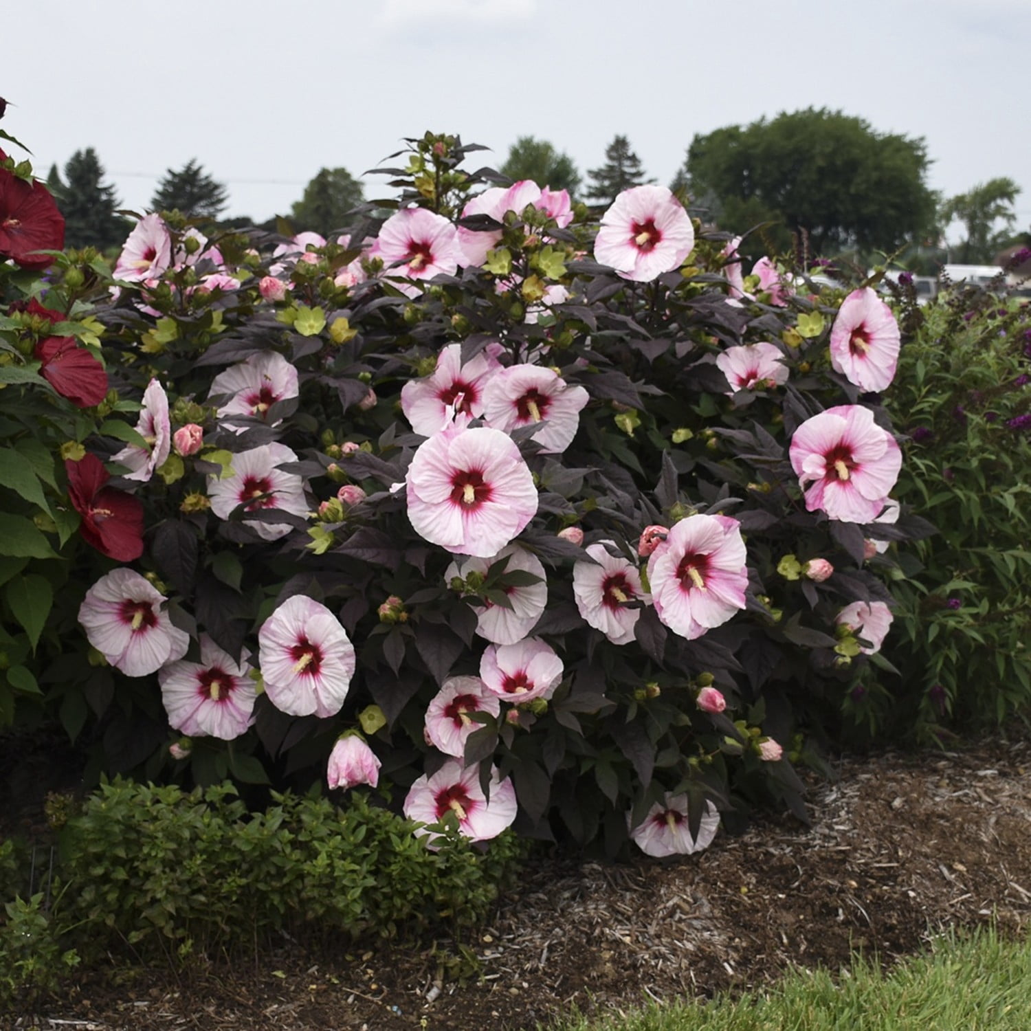 Proven Winners 18" White Summerific 'Perfect Storm' Rose Mallow Live Plant in 8.88" Pot