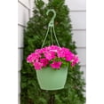 thumbnail image 3 of Expert Gardener 1.5gal Pink Petunia Live Annual Plant Hanging Basket Sun, 3 of 5