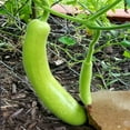 thumbnail image 4 of TomorrowSeeds - Big Green Sausage Bottle Gourd Seeds - 10+ Count - For 2026 Planting Lagenaria, 4 of 9