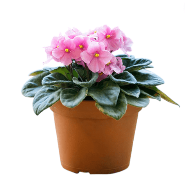 Light Pink Africa Violets Live Plant for Planting Indoor Outdoor, Light Pink Blooming Violet, Africa Violet Flowers, 4 Inch Pot
