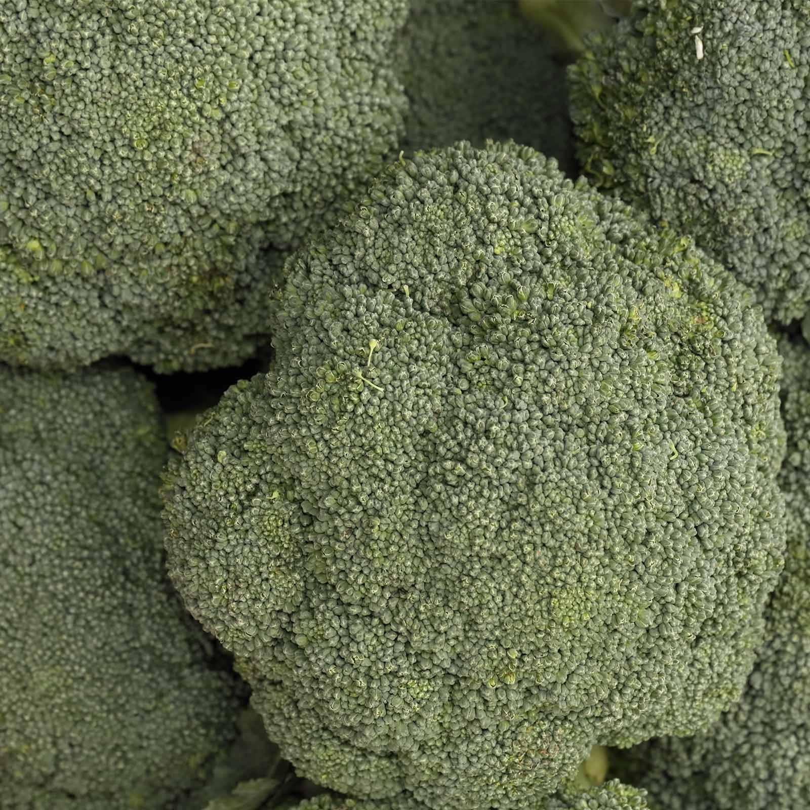 Destiny Broccoli Hybrid 1000 Seeds NonGMO Vegetable Gardening