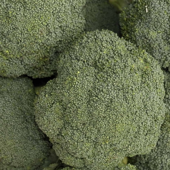 Destiny Broccoli - Hybrid - 1000 Seeds - Non-GMO Vegetable Gardening Seeds by Mountain Valley
