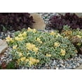 thumbnail image 4 of Better Homes and Gardens Outdoor Live Plant Sedum Stonecrop Sunsparkler Lime Twister Lime Green 1QT, Full Sun, 4 of 5