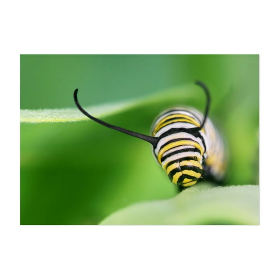 Monarch Caterpillar on milkweed - Photography Insect Wildlife Nature Botanical Animal Unframed Wall Art Print 4 x 6 inches