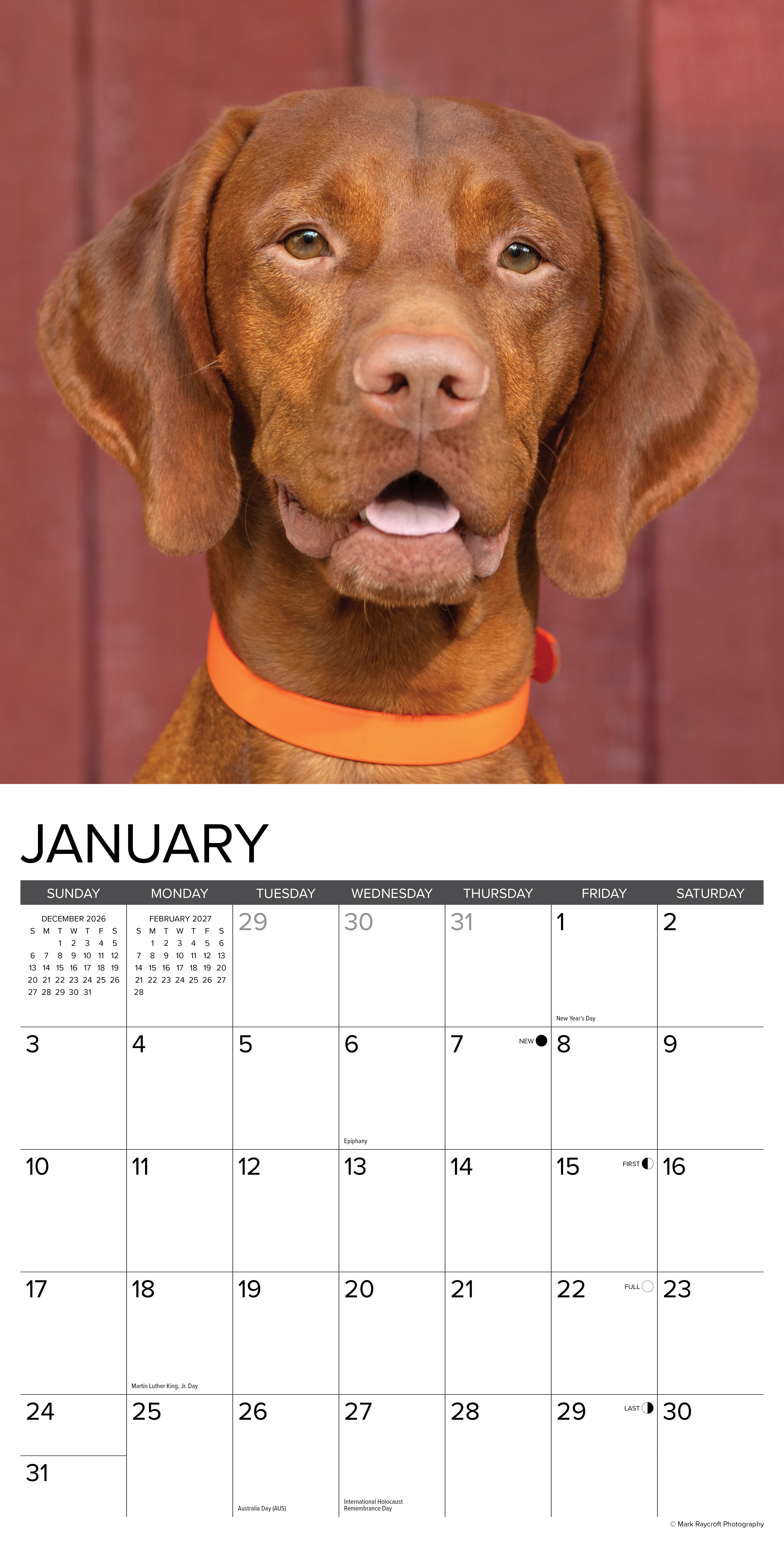 Willow Creek Press, Vizslas 2027 Wall Calendar