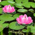 thumbnail image 2 of 6Pcs Garden Lotus Floating Decor Pond Fake Lotus Flower Craft Simulation Lotus Flower Decor Lotus Decor, 2 of 9