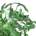 thumbnail image 3 of Fern 'Blue Star', 4" Pot, Indoor Houseplant, Easy Care, Live Plant for Indoor & Outdoor, 3 of 6