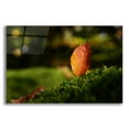 thumbnail image 1 of Epic Art 'Leaf and Ant' by Philippe Sainte-Laudy, Acrylic Glass Wall Art, 16"x12", 1 of 8