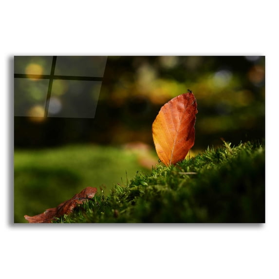 Epic Art 'Leaf and Ant' by Philippe Sainte-Laudy, Acrylic Glass Wall Art, 16"x12"