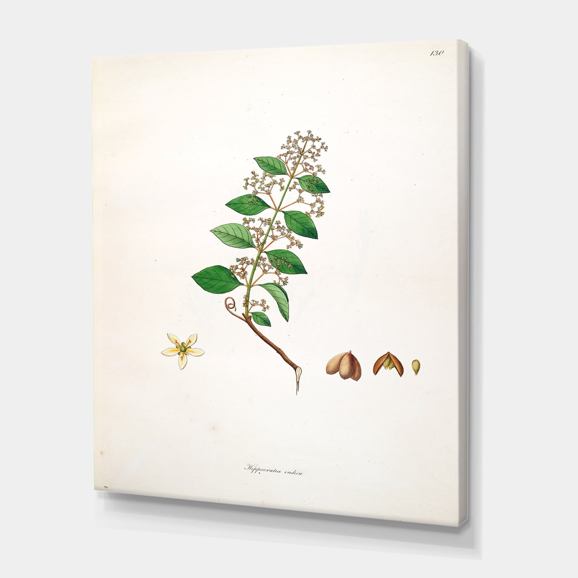 Designart ' Ancient Botanicals I ' Farmhouse Canvas Wall Art Print