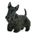 thumbnail image 2 of Scottish Terrier Wall Mural Decal by Wallmonkeys Vinyl Peel and Stick Graphic (36 in H x 36 in W), 2 of 4