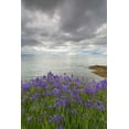 thumbnail image 2 of Paulson, Don 17x24 White Modern Wood Framed Museum Art Print Titled - Washington Camas blooms on Sucia Island, 2 of 4