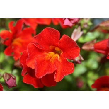 100 Twinkle RED MONKEY FLOWER Mimulus Seeds