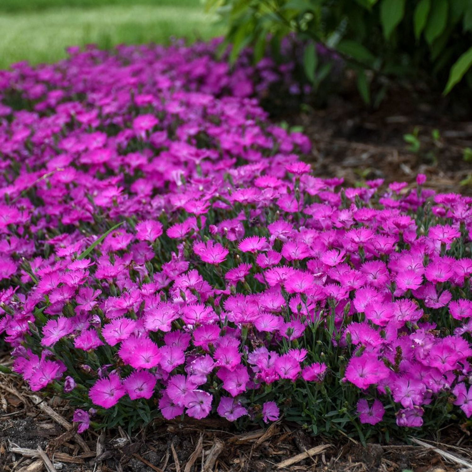 Proven Winners 6" Pink 'Paint the Town Fuchsia' Pinks Live Plant in 6.5" Pot