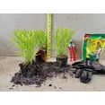 thumbnail image 4 of ( 1 ) - All Gold Japanese Forest Grass - Starter Plant ( 5L ) ( 1 live plant ), 4 of 5