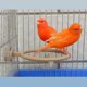 thumbnail image 5 of Multi-Function Caged Bird Bath Bird Cage Parrot Supplies Bathing Tub (4.5"), 5 of 5