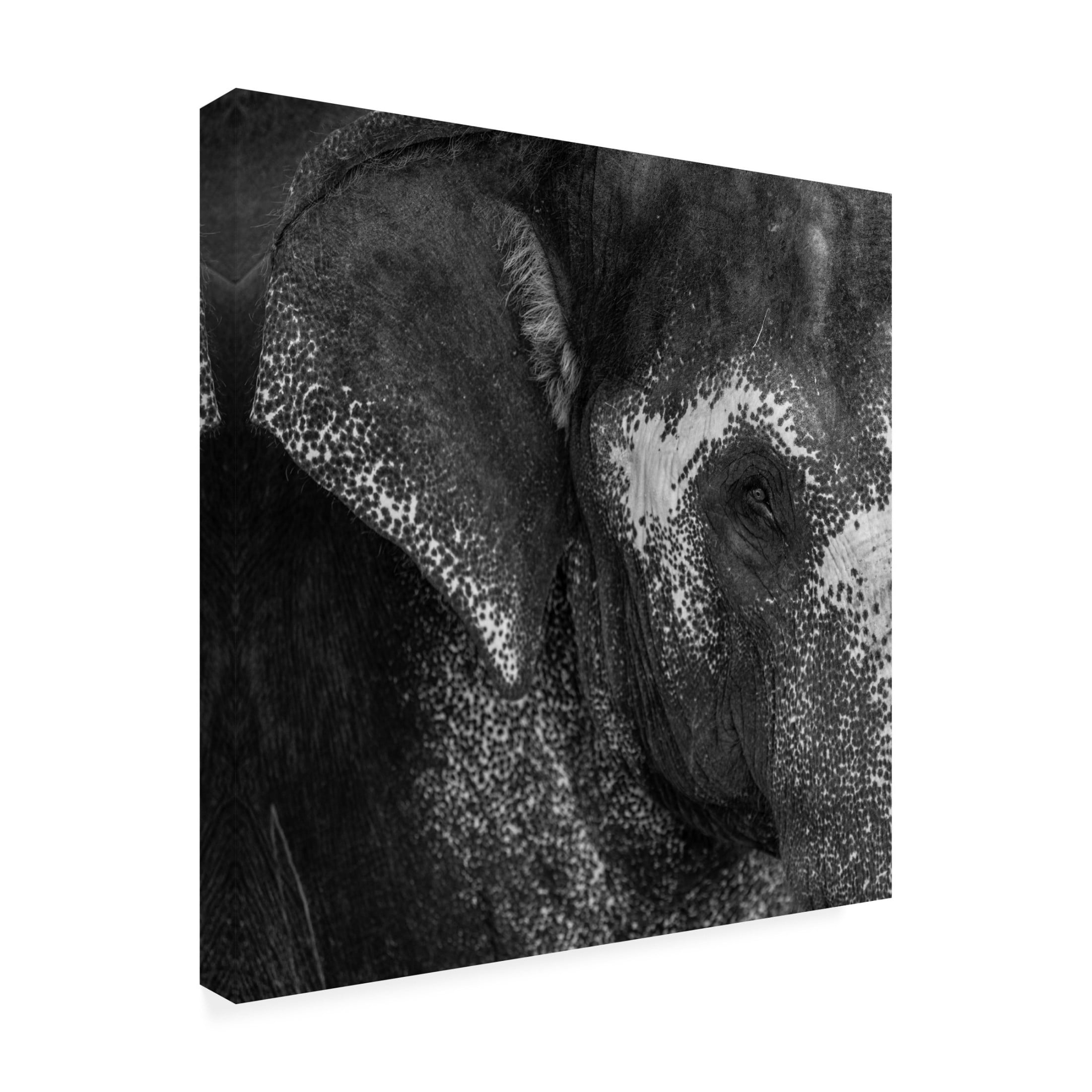 Trademark Fine Art Roni Kiperman Love Canvas Wall Art