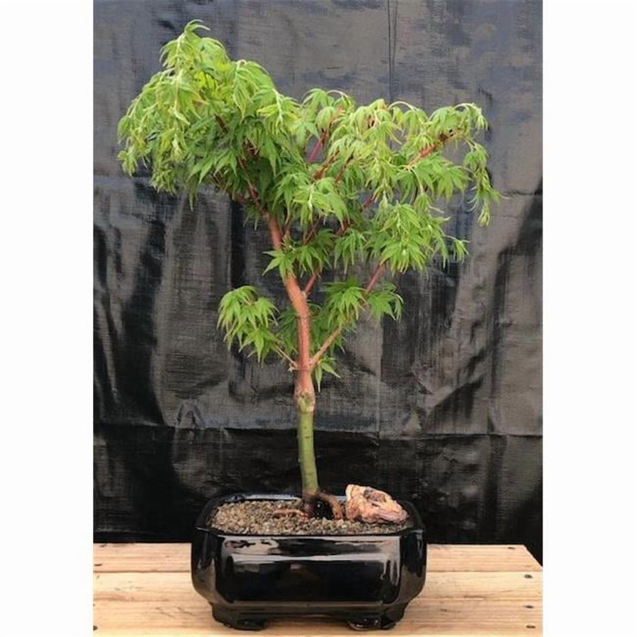 Bonsai Boy of York c2073 Japanese Maple Tree - Acer Palmatum Koto Maru -  Walmart.com
