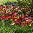 thumbnail image 1 of Bulbs are Easy Flower Bulbs - Tulip Assorted (80 bulbs), 1 of 2
