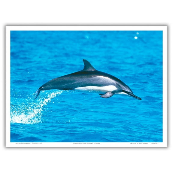 Hawaiian Spinner Dolphin (Nai'a) - From an Original Color Photograph by Michael S. Nolan - Master Art Print (Unframed) 9in x 12in