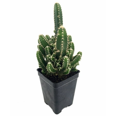Fairy Castle Cactus - Cereus - Houseplant/Terrarium/Fairy Garden - 2.5" Pot