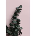 thumbnail image 3 of 1x Studio III 11x14 Black Modern Framed Museum Art Print Titled - Eucalyptus Pink No02, 3 of 5
