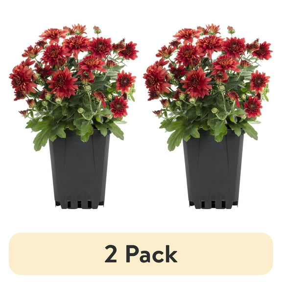 (2 pack) Expert Gardener 1.0PT Red Mum Live Plant in Grower Pot