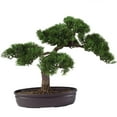 thumbnail image 1 of Cedar Bonsai 16" Silk Plant, 1 of 2
