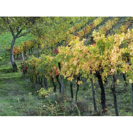 Italy, Tuscany. Vineyard in Autumn in the Chianti Region of Tuscany Print Wall Art By Julie