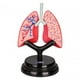 thumbnail image 1 of Modelo de sistema respiratorio, modelo de órgano, partes del cuerpo realistas de aprendizaje temprano, herramienta de enseñanza de órganos para niños, 1 of 10