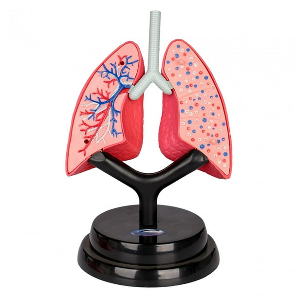 Modelo de sistema respiratorio, modelo de órgano, partes del cuerpo realistas de aprendizaje temprano, herramienta de enseñanza de órganos para niños