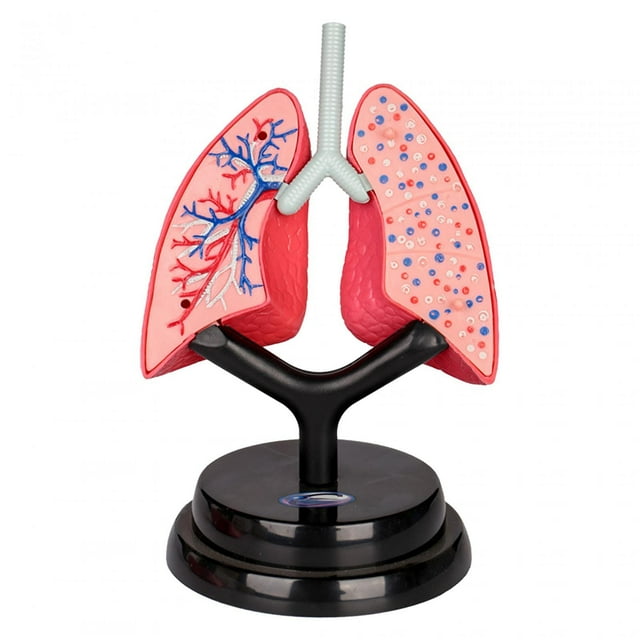 Modelo de sistema respiratorio, herramienta de enseñanza, montaje artesanal, modelo de pulmón humano realista para niños, habilidades motoras finas